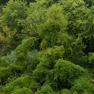 Meet your Posher, Cort